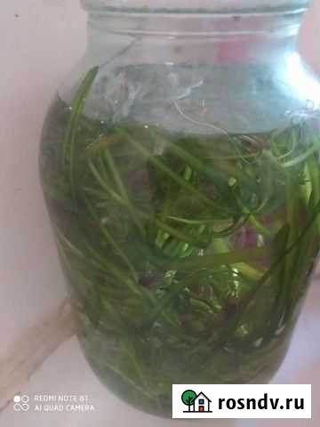 Водоросли для аквариума Воронеж - изображение 1