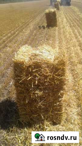 Солома просяная Мучкапский - изображение 1