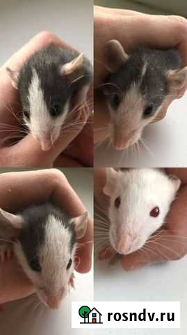 Крыски дамбо Челябинск - изображение 1