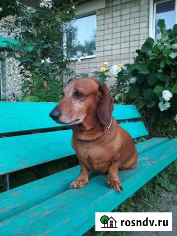 Случка Донецк - изображение 1