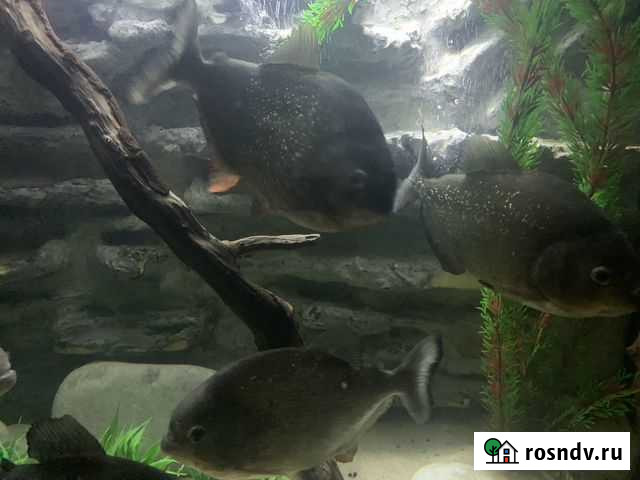 Пиранья натерра Новосибирск - изображение 1