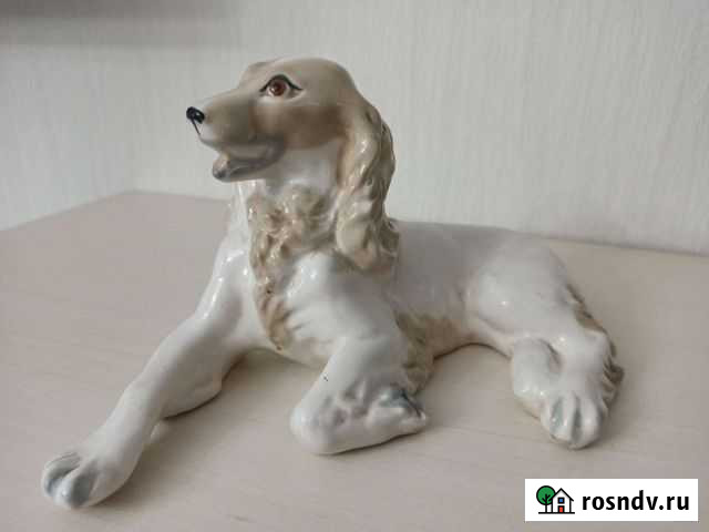 Собака лфз Саратов - изображение 1