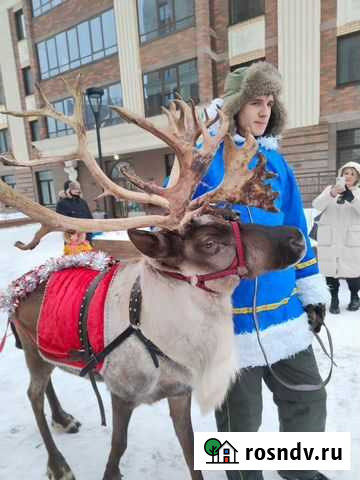 Домашние олени Белокуриха - изображение 1