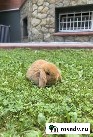 Минилоп кролик Москва - изображение 1