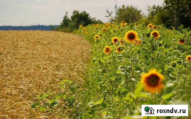 Пшеница Кемерово - изображение 1