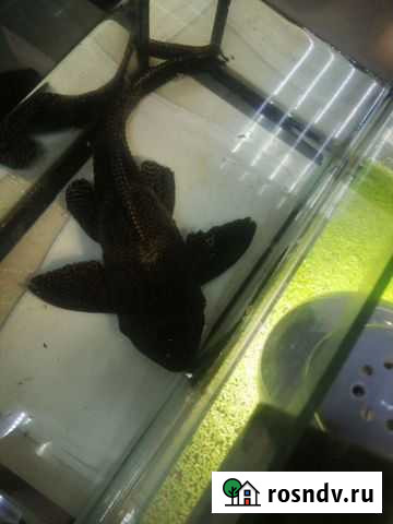 Сомик Москва - изображение 1