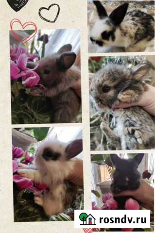 Декоративные кролики Нижний Новгород - изображение 1