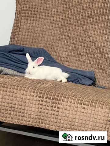 Отдам в добрые руки Лобня - изображение 1