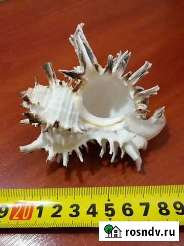 Морская раковина Мурекс индевиа Калининец - изображение 1
