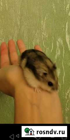 Джунгарские хомячки маленькие Павловская - изображение 1
