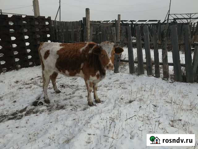 Телка стельная Домна - изображение 1