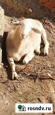 Белый Дорпер F1 Ярка Ладожская - изображение 1