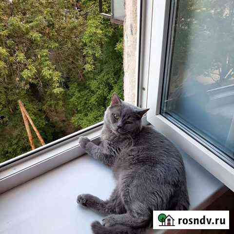 Британский кот вязка Челябинск