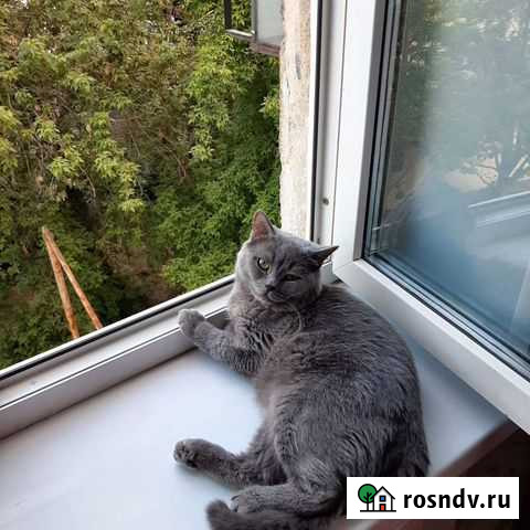 Британский кот вязка Челябинск - изображение 1