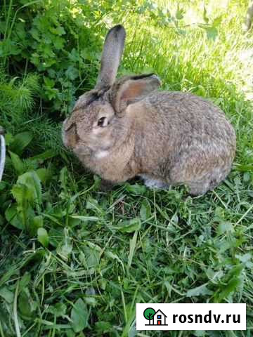 Кролики породы фландр Михайловка - изображение 1