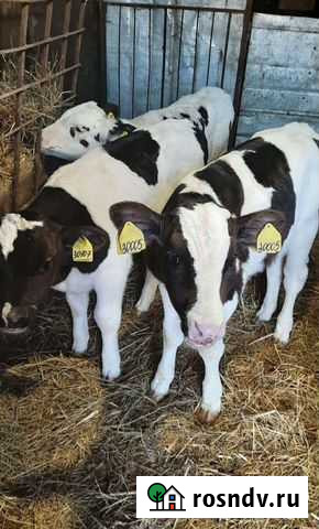 Бычки и телочки Приморск - изображение 1