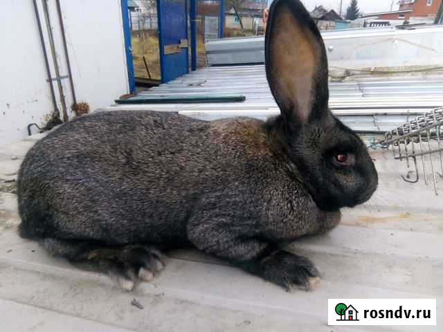 Кролики Дрезна - изображение 1