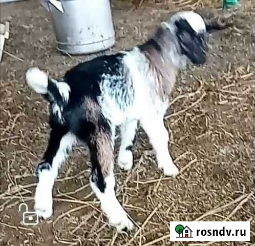 Козлята Старонижестеблиевская - изображение 1