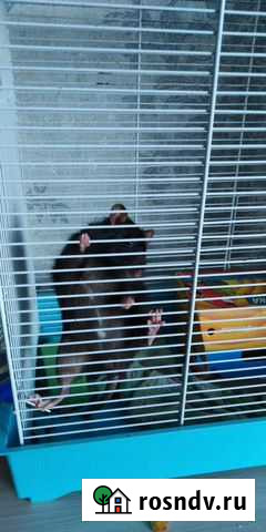 Отдам крысу без клетки Чита - изображение 1