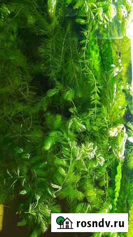 Роголистник, растения в аквариум Альметьевск - изображение 1