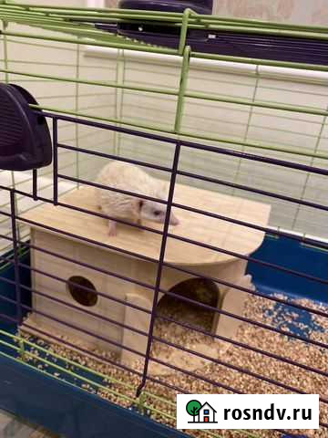 Карликовый африканский ежик Санкт-Петербург - изображение 1