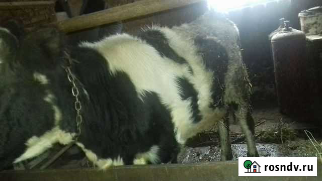 Телка 6-7мес Армавир - изображение 1