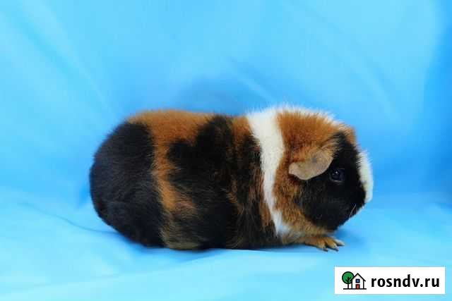 Морские свинки Питомник Новороссийск - изображение 1