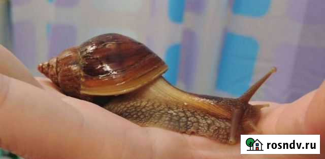 Улитки ахатины Новосибирск - изображение 1