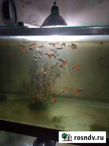 Рыба Динская - изображение 1