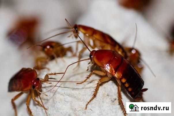 Туркменский таракан Уфа - изображение 1