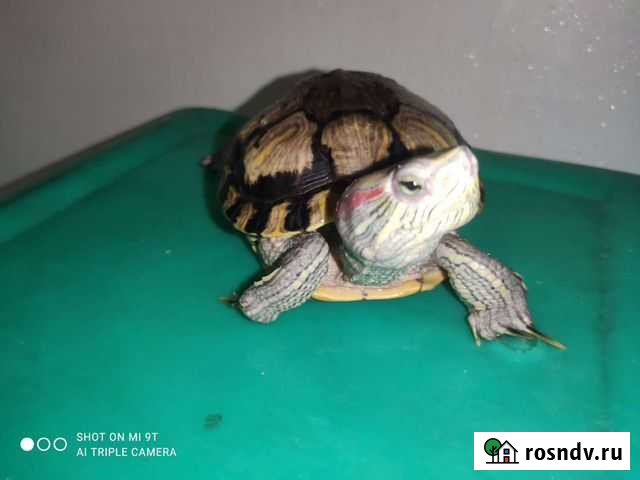 Красноухие черепахи Барнаул - изображение 1