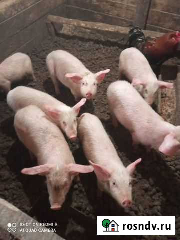 Поросенок ландрас Бийск - изображение 1