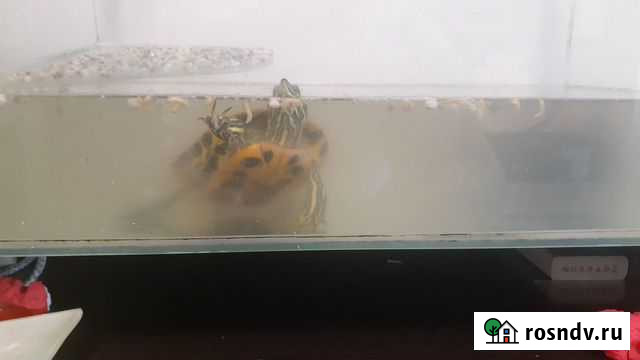 Красноухая черепаха бесплатно Санкт-Петербург - изображение 1