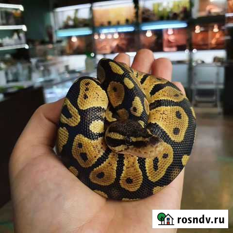 Змея Санкт-Петербург - изображение 1