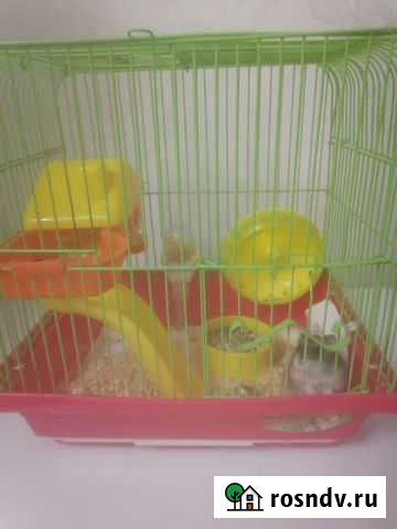 Джунгарик с клеткой Сочи - изображение 1