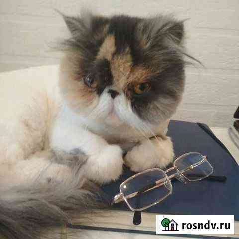 Стрижка кошек Кемерово Кемерово