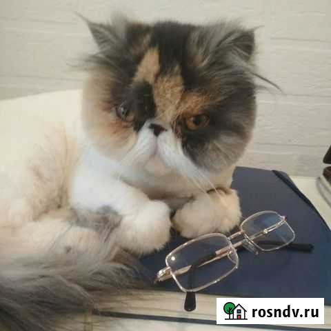 Стрижка кошек Кемерово Кемерово - изображение 1