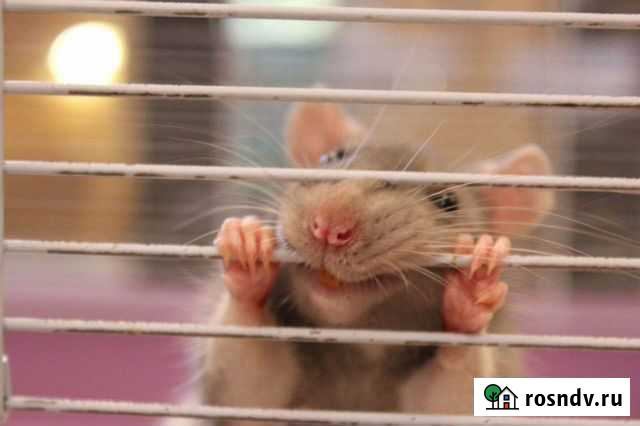 Крыса Йошкар-Ола - изображение 1