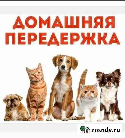 Передержка животных Новокузнецк - изображение 1