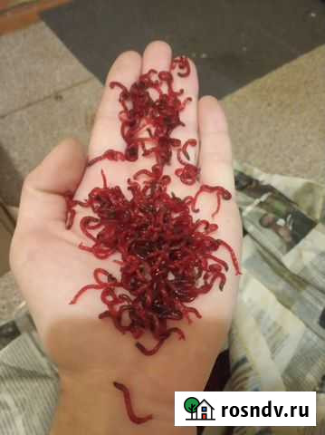 Мотыль Омск - изображение 1