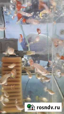 Гуппи Иркутск - изображение 1