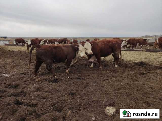 Герефорд Быки производители Варна - изображение 1