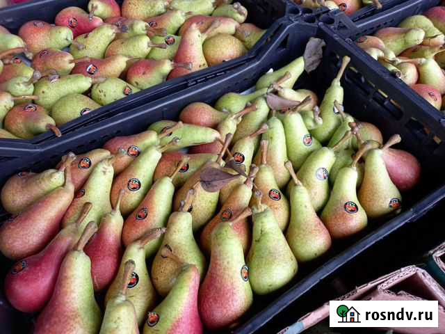 Груша конференц лоток Санкт-Петербург - изображение 1