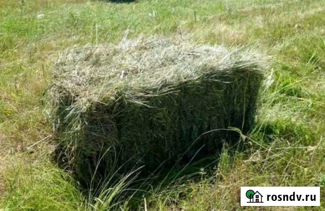 Сено Казань - изображение 1