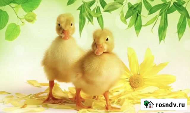 Утята Черри Велли Энем - изображение 1