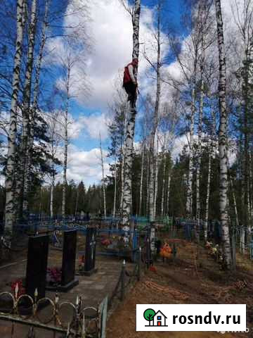 Спил аварийных деревьев Ковров - изображение 1