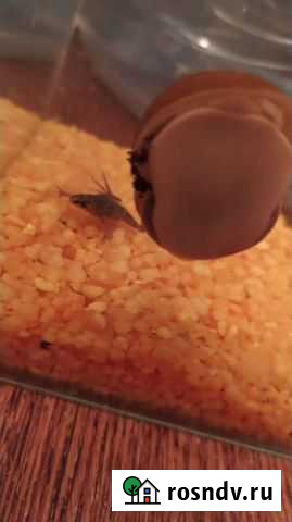 Лягушки карликовые Таганрог - изображение 1