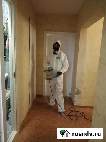 Уничтожение клопов тараканов муравьев блох плесени Тюмень - изображение 1