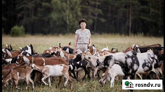 Молоко нубийских коз Бобровский - изображение 1