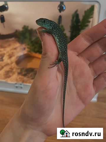 Жемчужная ящерица Санкт-Петербург - изображение 1